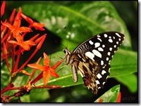 Papilio demoleus malayanus-ChangiT3-20090607_2259-480