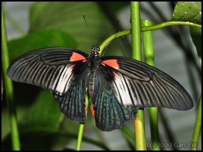 [Papilio memnon agenor -f butlerianus-ChangiT3-20090607_2173-400.jpg]