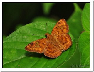 Pseudocoladenia dan dhyana-MYGopeng_20090627_3510-480