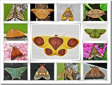 Moth-collage