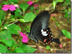 Red Helen - Papilio helenus helenus