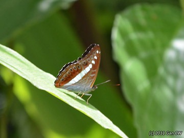 [Sumalia daraxa theoda-MYFHNewRoad_20110429_D0279-360[3].jpg]