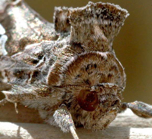 Spotting Image 1