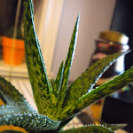 DSCN0067.JPG
