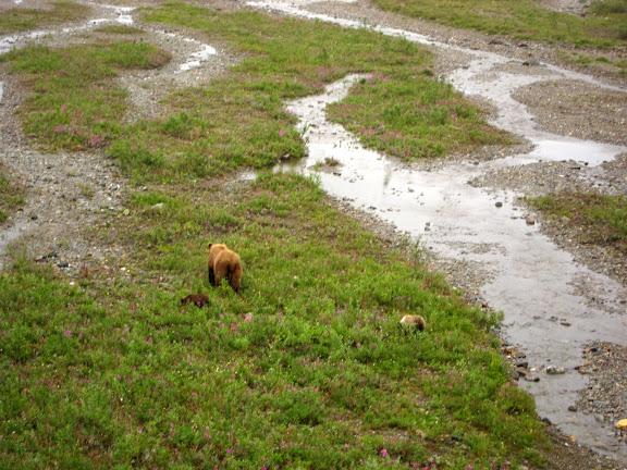  &ndash; Grizzly and Two Cubs