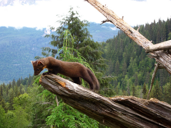  &ndash; Pine Marten In Tree