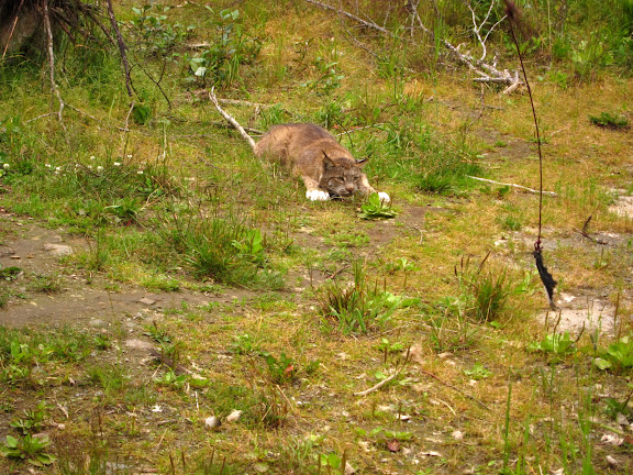  &ndash; Lynx Stalking