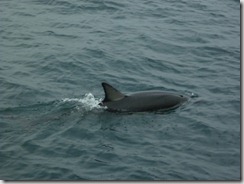Dolphin05