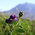 گیاهان طبیعت روستا