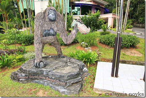 Semengoh Orangutan Rehabilitation Center 24