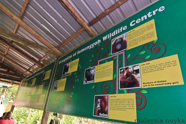 [Semengoh Orangutan Rehabilitation Center 17[3].jpg]