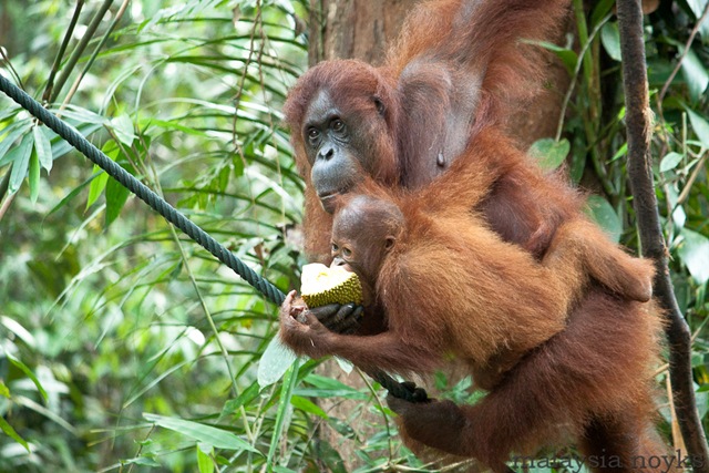 [Semengoh Orangutan Rehabilitation Center 36[4].jpg]