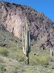 Thats a HUGE cactus