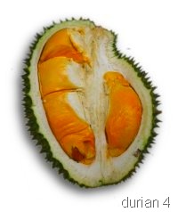 [durian4[9].jpg]