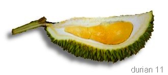 [durian16[6].jpg]