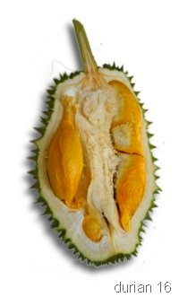 [durian7[5].jpg]