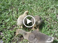 MOV05052.mpg