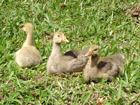 DSC05060.jpg
