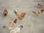 DSC05105.jpg