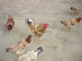 DSC05105.jpg