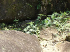 Lagarto perto da toca embaixo da pedra