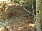 Lagarto no Barranco