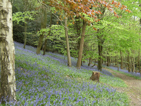 1005050008.JPG Bluebells in Birchcope Shaw