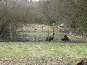 1002110009.JPG Rheas at Brunninghams Farm