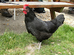 DSCF0824.JPG At the Watership Down Inn, Freefolk