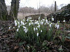 DSCF0270.JPG Snowdrops near Bere Mill
