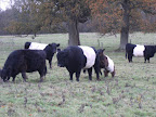 DSCF2715.JPG Belted Galloways near Bere Mill