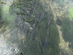 DSCF0810(1).JPG A hover of brown trout at Whitchurch Town Bridge