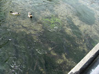 DSCF0811(1).JPG A hover of brown trout at Whitchurch Town Bridge