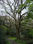 1005120054.JPG Into Greatpark Wood