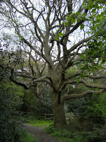 1005120054.JPG Into Greatpark Wood
