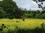 1006120008.JPG Buttercups