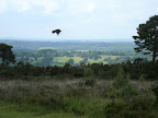 1006120048.JPG Crow over Ashdown Forest