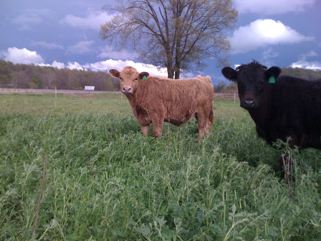 any ideas for converting to rotational grazing? - Cattle