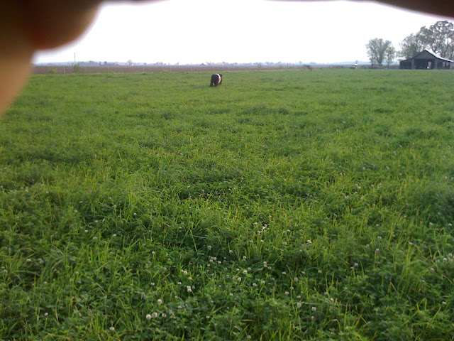 any ideas for converting to rotational grazing? - Cattle