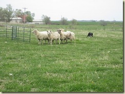 herding3