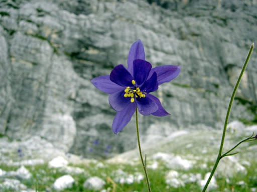 Delicadeza alpina