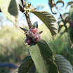 turmadopedaldefelixlandia-001.jpg