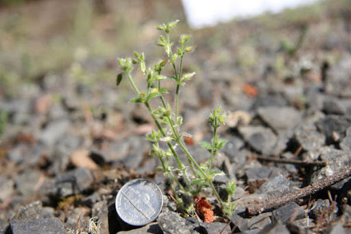 native american chickweed salve