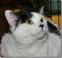 Lost cat reunited with family after nearly a year – just in time for Christmas