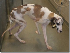 The Top 10 Animal Rescue stories of 2010 – plus one very significant milestone.