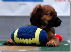 Super Bowl Sunday means it’s time for Puppy Bowl!