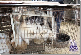 Help stop puppy mills in Texas. Dine out on Wednesday at iFratelli in Las Colinas and THLN benefits.