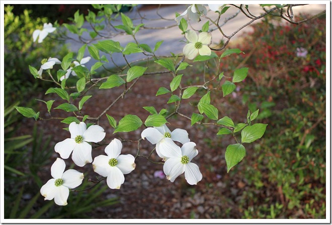 dogwood3 dogwood3