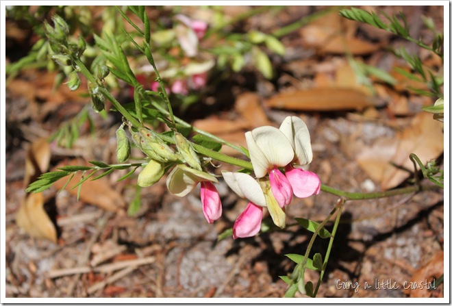 wildflower