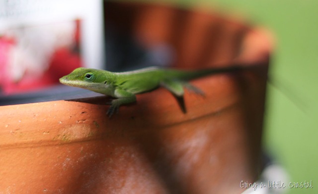 [lizard[10].jpg]